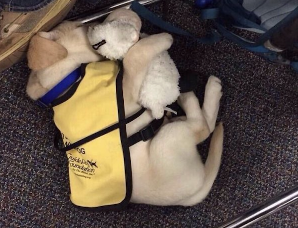 Tiny guide dog puppy lying on the ground sleeping with his teddy bear